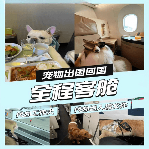 长春市宠物托运到白俄罗斯宠物入境规定和要求