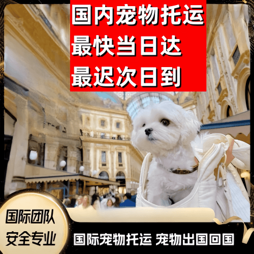 长春市到澳大利亚（澳洲）宠物入境规定和要求